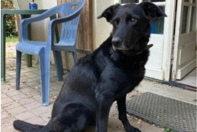 Avviso scomparsa Cane incrocio di razze  Femmina , 11 anni Bercloux Francia
