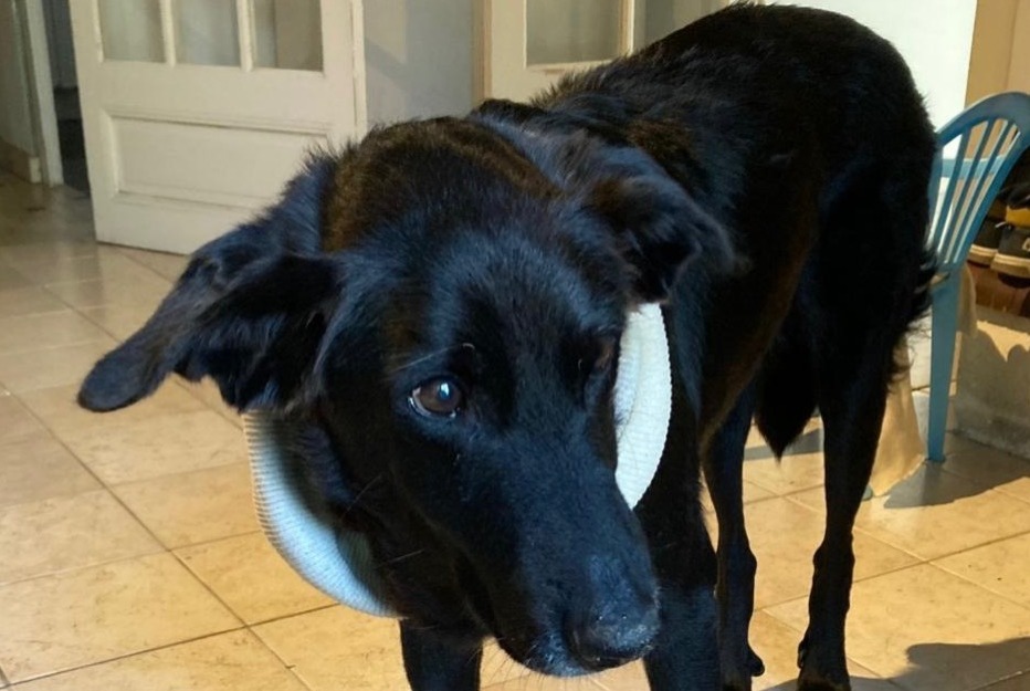Avviso scomparsa Cane incrocio di razze  Femmina , 11 anni Bercloux Francia