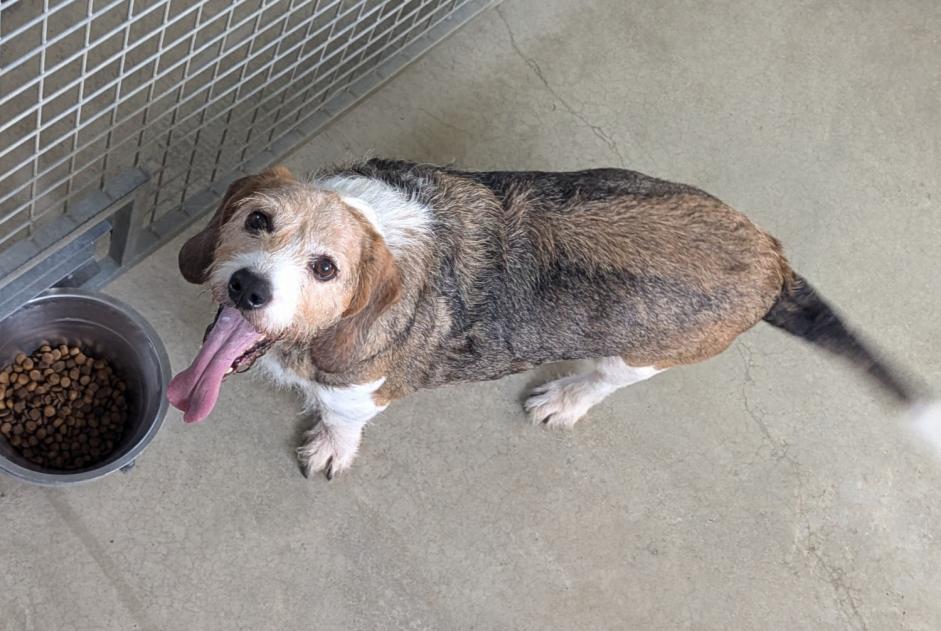 Avviso Ritrovamento Cane incrocio di razze  Maschio Vitré Francia