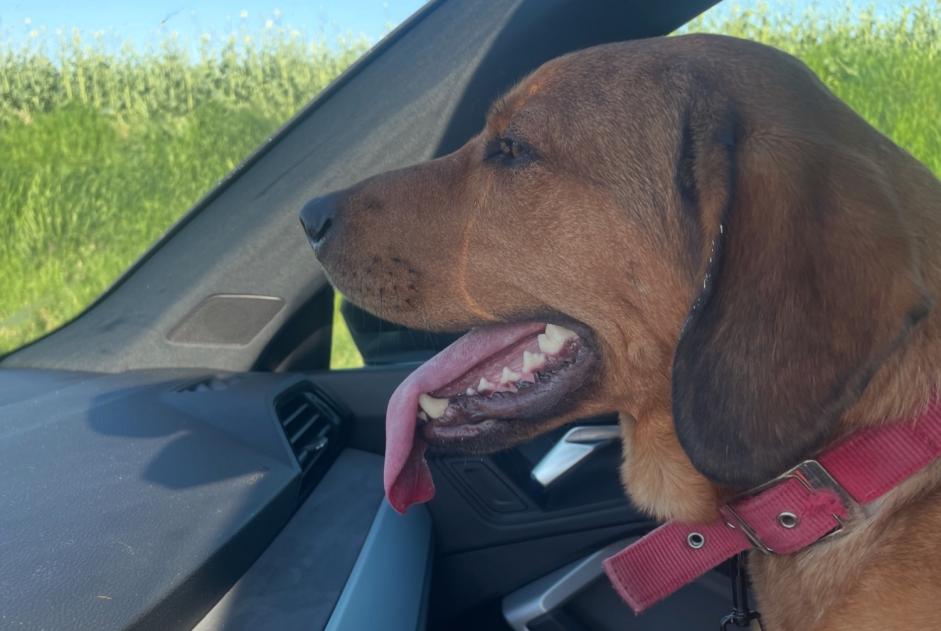 Avviso Ritrovamento Cane Femmina Vendeuil Francia