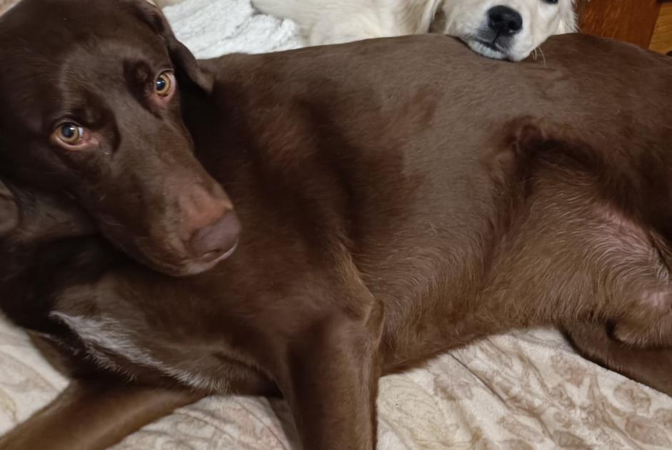 Avviso scomparsa Cane incrocio di razze  Maschio , 5 anni Blaisy-Bas Francia