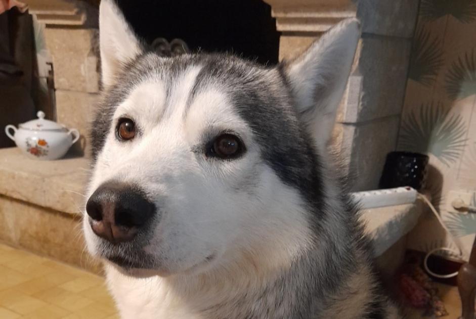 Avviso scomparsa Cane  Maschio , 5 anni Le Mené Francia