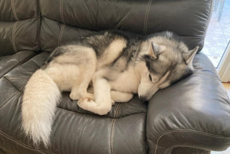 Avviso scomparsa Cane  Maschio , 5 anni Le Mené Francia