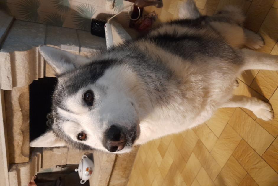 Avviso scomparsa Cane  Maschio , 5 anni Le Mené Francia