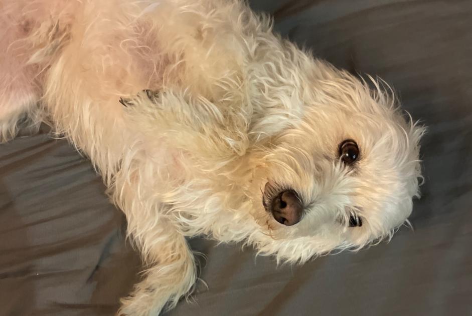 Avviso Ritrovamento Cane incrocio di razze  Femmina Antibes Francia