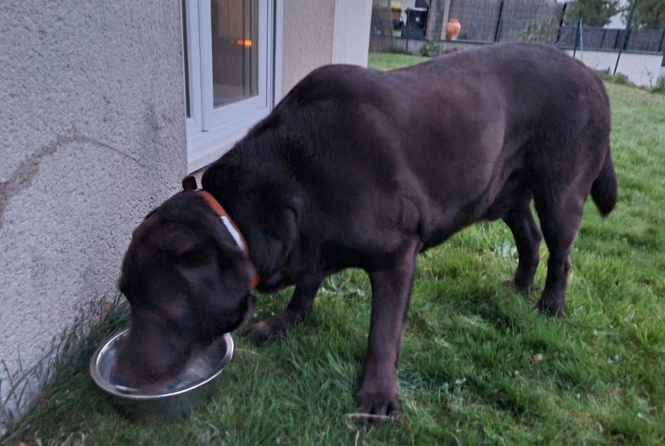 Avviso Ritrovamento Cane  Maschio Ploufragan Francia