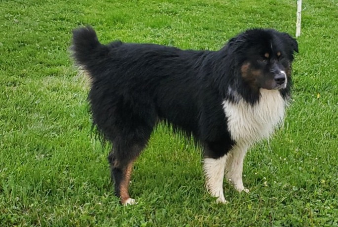 Avviso Ritrovamento Cane Maschio Val-Revermont Francia