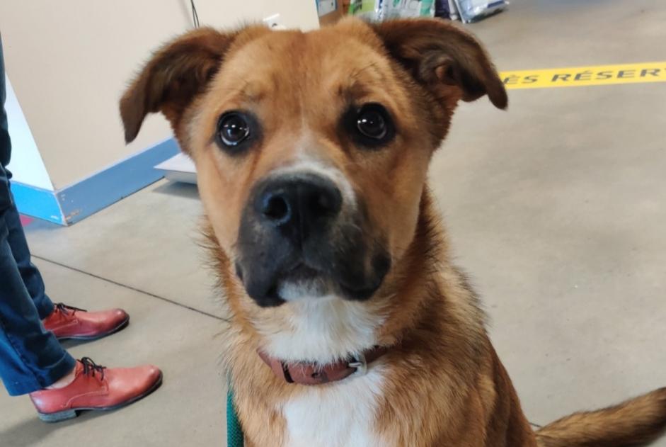 Avviso Ritrovamento Cane incrocio di razze  Non conosciuta Sarzay Francia