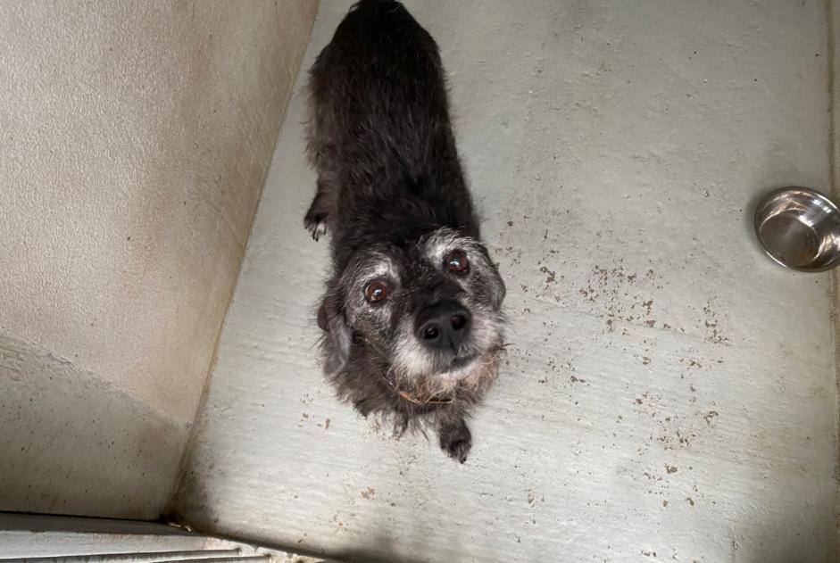 Avviso Ritrovamento Cane incrocio di razze  Maschio , 12 anni Le Mesnil-le-Roi Francia
