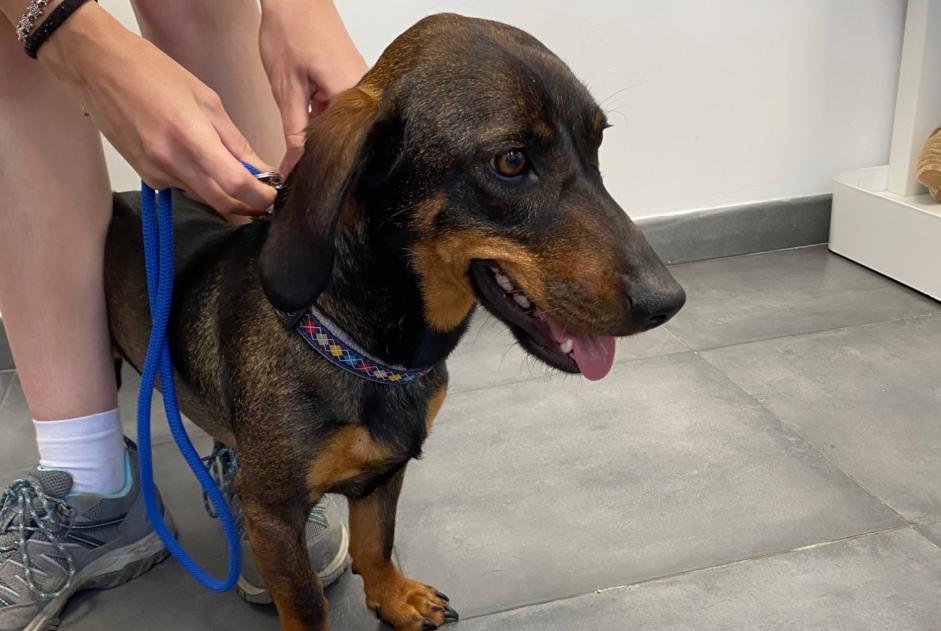 Avviso Ritrovamento Cane incrocio di razze  Femmina Coti-Chiavari Francia
