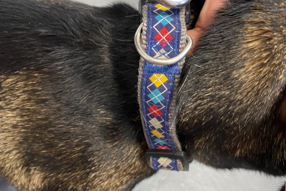 Avviso Ritrovamento Cane incrocio di razze  Femmina Coti-Chiavari Francia