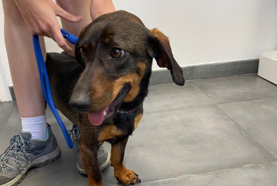 Avviso Ritrovamento Cane incrocio di razze  Femmina Coti-Chiavari Francia