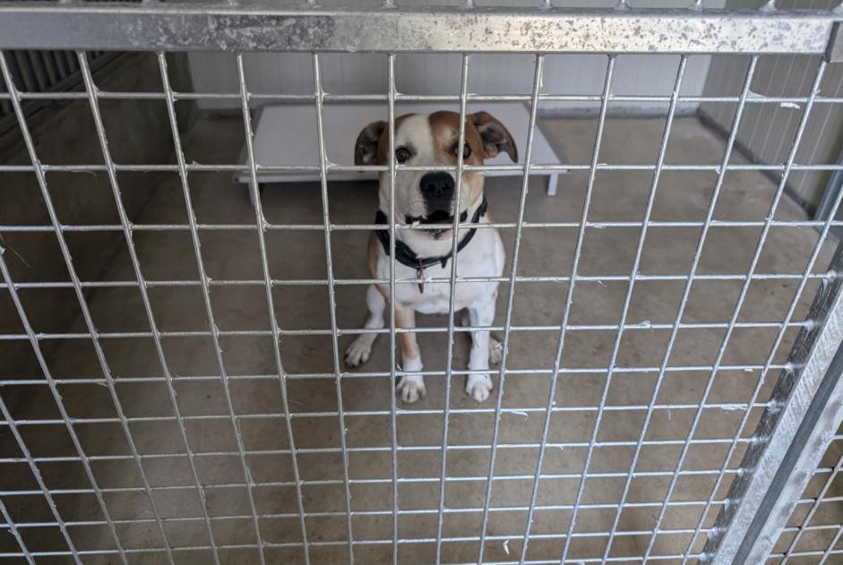 Avviso Ritrovamento Cane incrocio di razze  Maschio Vitré Francia
