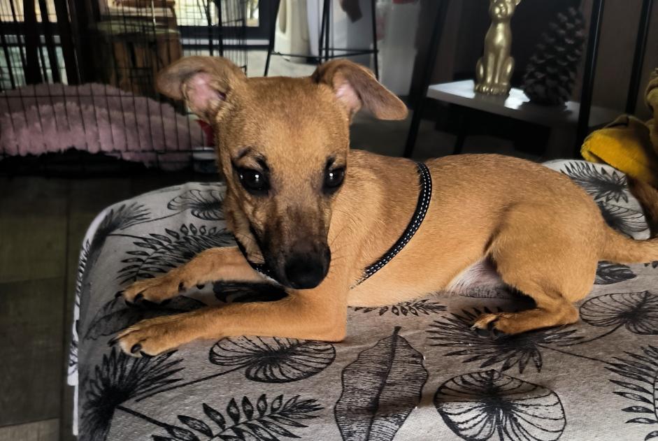 Avviso Ritrovamento Cane incrocio di razze  Maschio Fauverney Francia