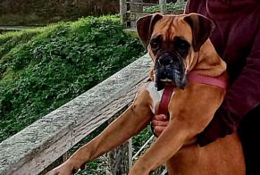 Avviso scomparsa Cane  Femmina , 8 anni Vernon Francia