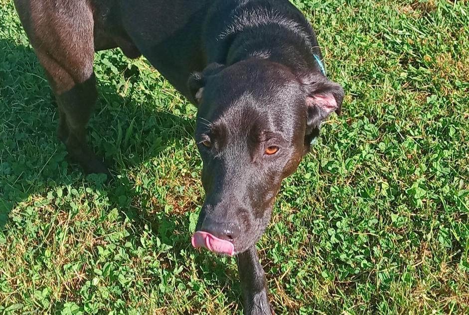Avviso Ritrovamento Cane  Maschio Bétaille Francia
