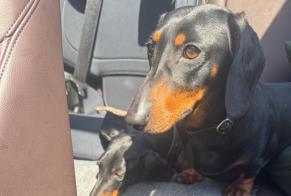Avviso scomparsa Cane  Femmina , 3 anni Robion Francia