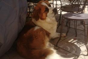 Avviso scomparsa Cane  Femmina , 2 anni Poncins Francia