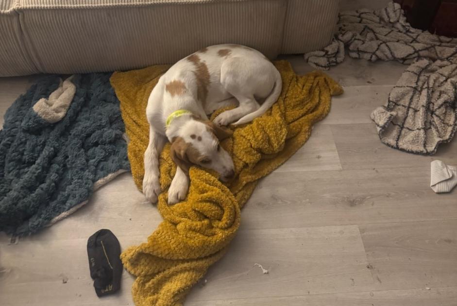 Avviso scomparsa Cane incrocio di razze  Maschio , 1 anni Champlay Francia