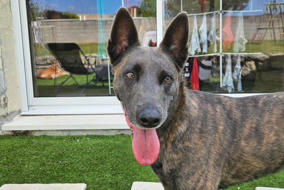 Avviso scomparsa Cane  Femmina , 4 anni Le Tâtre Francia