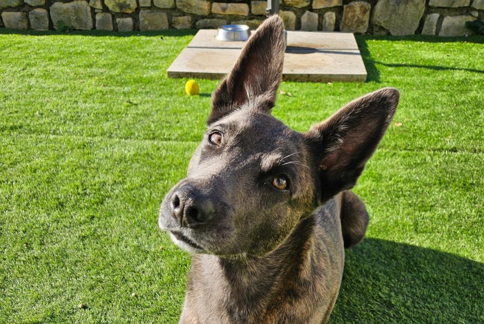 Avviso scomparsa Cane  Femmina , 4 anni Le Tâtre Francia