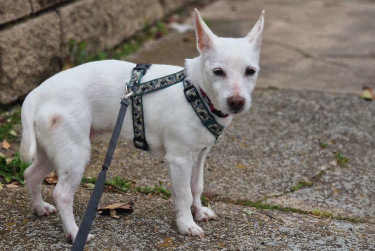 Avviso scomparsa Cane  Femmina , 16 anni Narbonne Francia