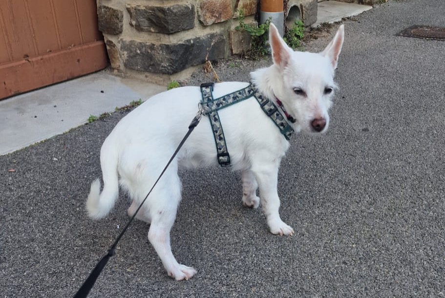Avviso scomparsa Cane  Femmina , 16 anni Narbonne Francia