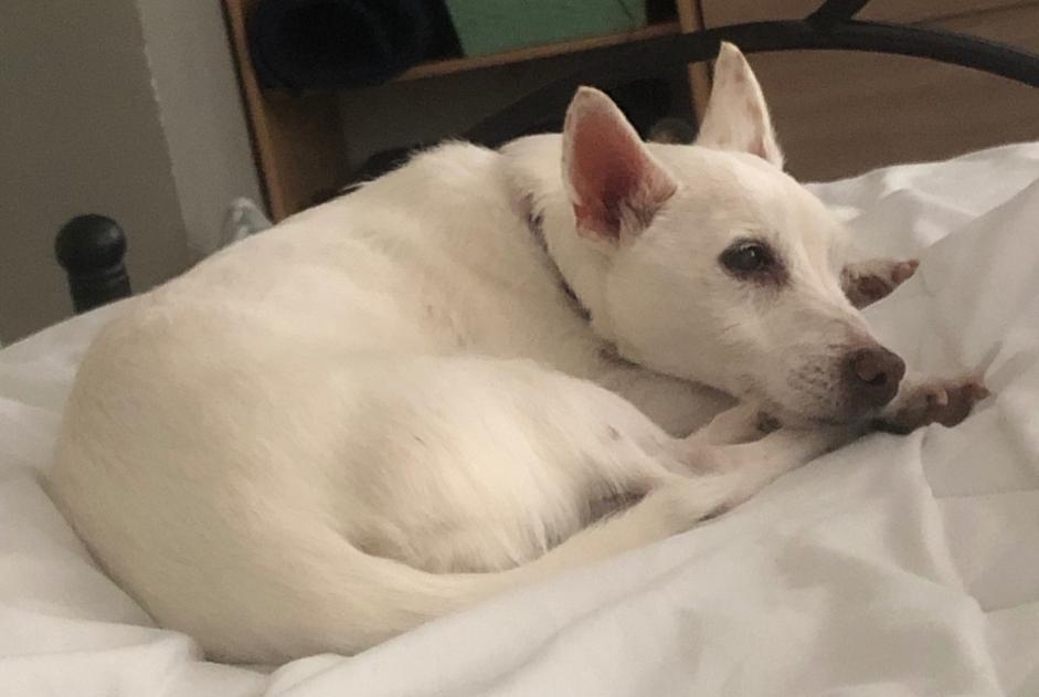 Avviso scomparsa Cane  Femmina , 16 anni Narbonne Francia