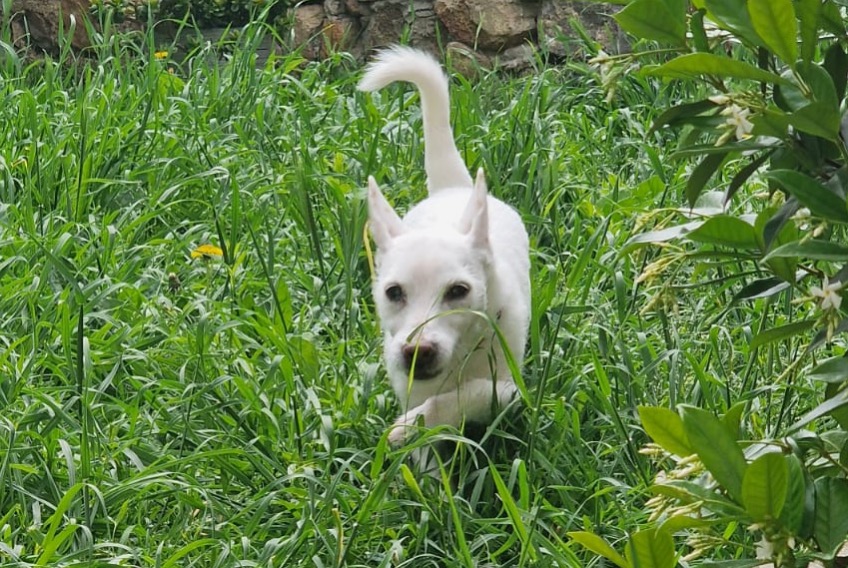 Avviso scomparsa Cane  Femmina , 16 anni Narbonne Francia