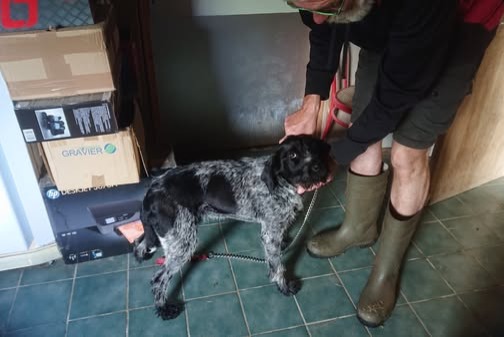Avviso Ritrovamento Cane  Femmina Saint-Servais Francia