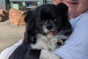 Avviso Ritrovamento Cane  Maschio Vaulx-en-Velin Francia