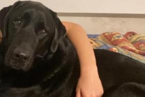Avviso scomparsa Cane  Maschio , 7 anni Marcheprime Francia