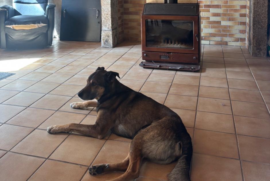 Avviso scomparsa Cane incrocio di razze  Maschio , 10 anni Verson Francia