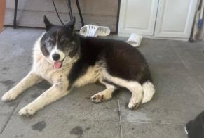 Avviso Ritrovamento Cane incrocio di razze  Femmina Passy Francia