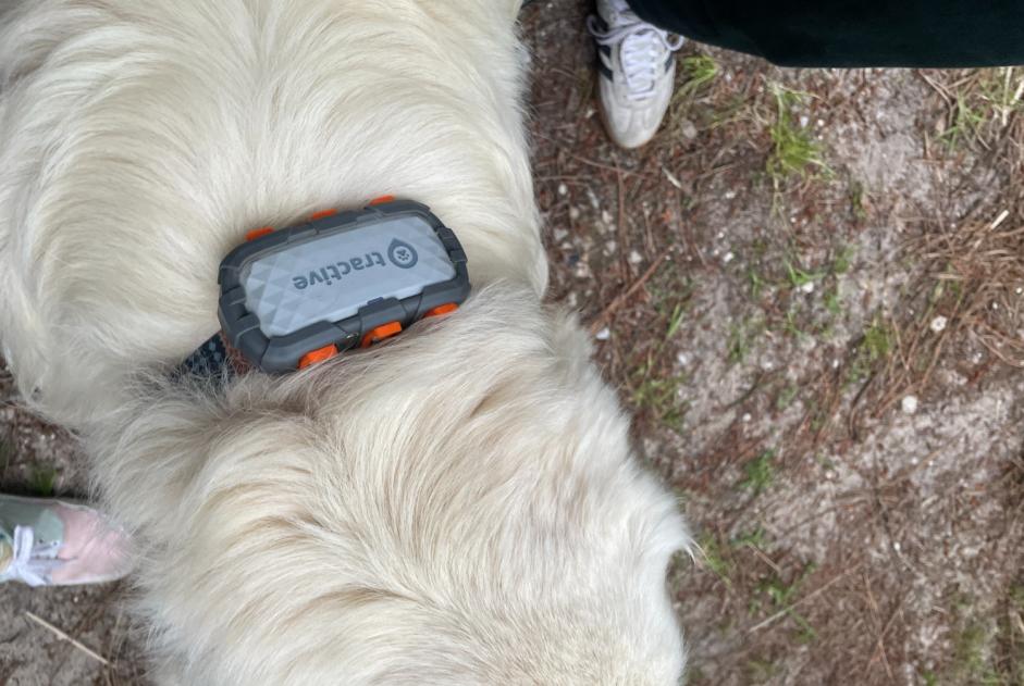 Avviso Ritrovamento Cane  Non conosciuta Lège-Cap-Ferret Francia