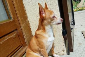 Avviso scomparsa Cane  Maschio , 11 anni Le Cannet Francia