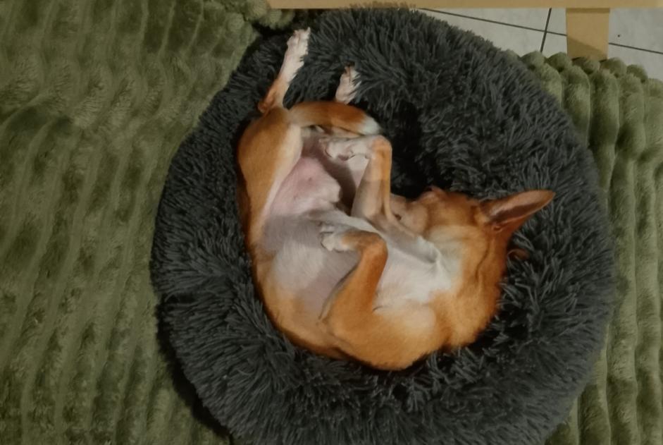 Avviso scomparsa Cane  Maschio , 11 anni Le Cannet Francia