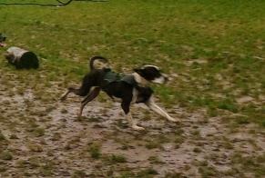 Avviso scomparsa Cane incrocio di razze  Maschio , 7 anni Gargenville Francia