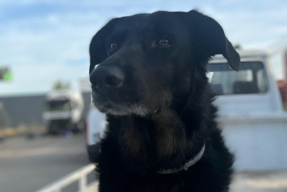 Avviso scomparsa Cane incrocio di razze  Femmina , 7 anni Chessy Francia