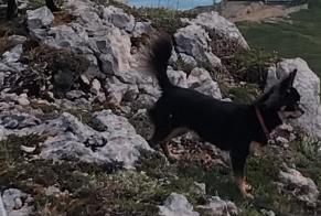 Avviso scomparsa Cane  Femmina , 2 anni Belleydoux Francia