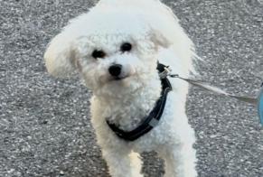Avviso scomparsa Cane  Maschio , 1 anni Nice Francia