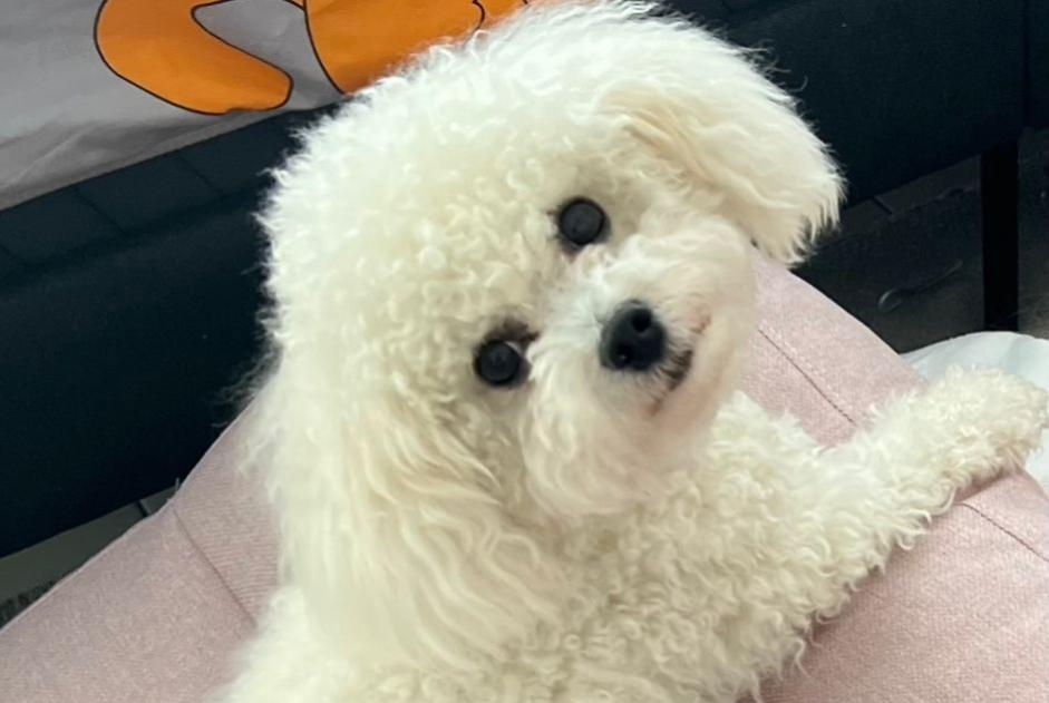 Avviso scomparsa Cane  Maschio , 1 anni Nice Francia