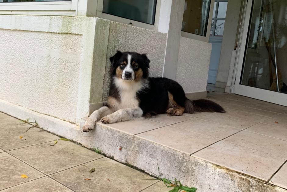 Avviso scomparsa Cane  Femmina , 7 anni Brocas Francia