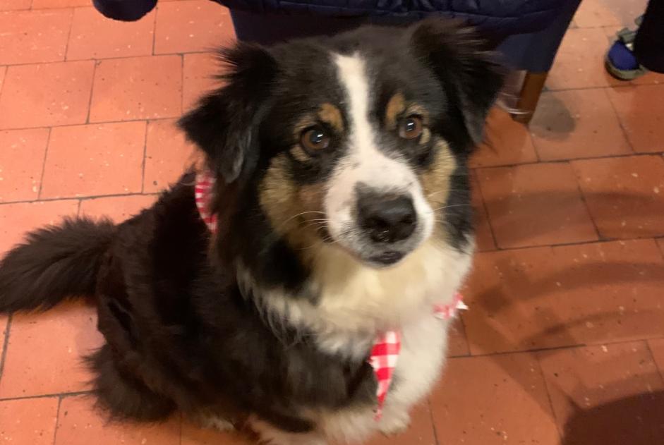Avviso scomparsa Cane  Femmina , 7 anni Brocas Francia