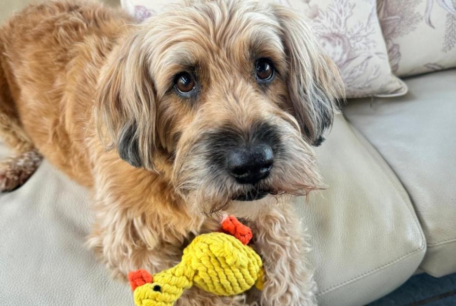 Avviso scomparsa Cane  Maschio , 10 anni Le Tignet Francia