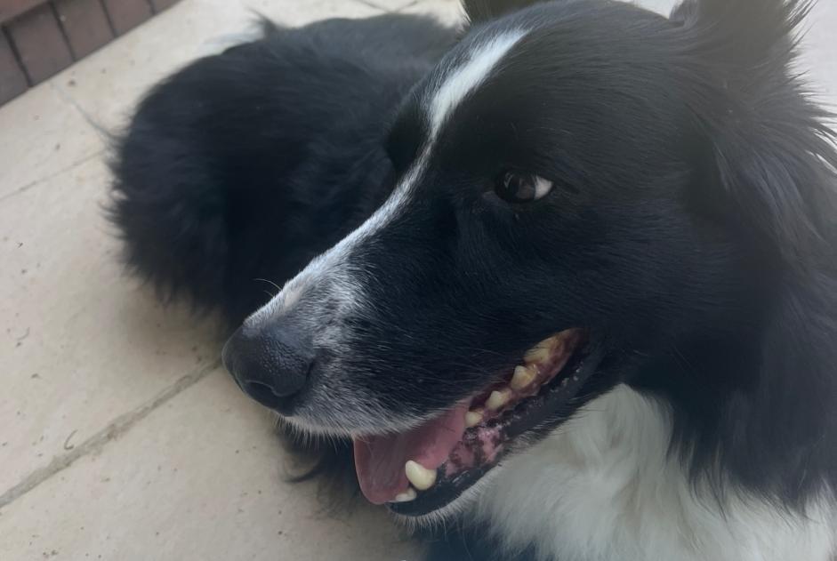 Avviso Ritrovamento Cane Non conosciuta Fonsorbes Francia