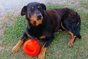 Avviso scomparsa Cane  Maschio , 13 anni Saint-Laurent-d'Arce Francia