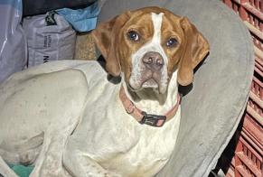 Avviso scomparsa Cane  Maschio , 1 anni Bruges-Capbis-Mifaget Francia
