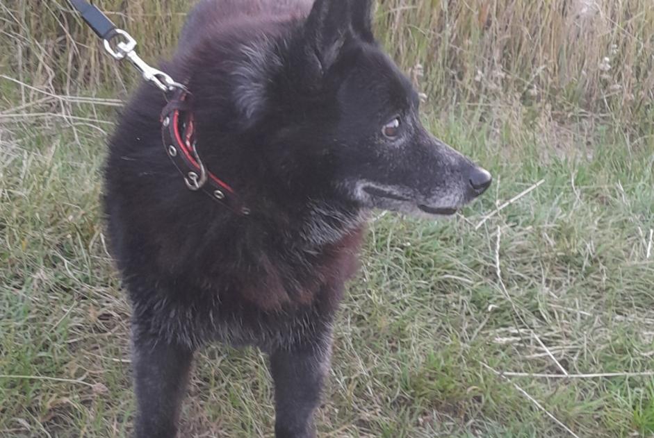 Avviso Ritrovamento Cane incrocio di razze  Femmina Maclas Francia