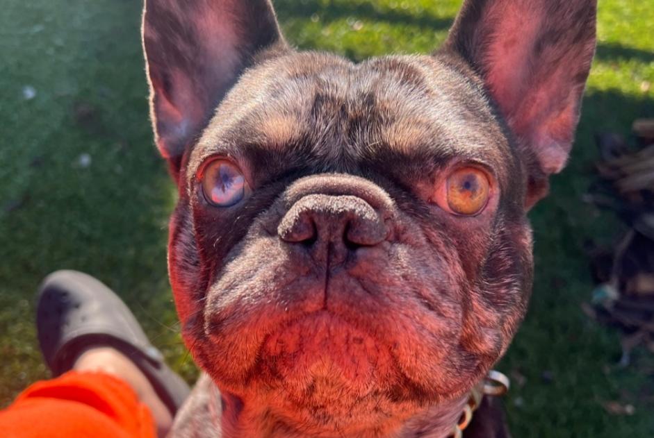 Avviso scomparsa Cane  Maschio , 4 anni Genas Francia